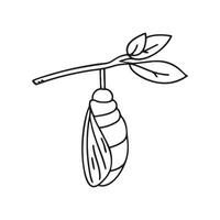 A butterfly pupa hanging from a leaf stem vector