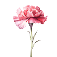 Red Carnation Watercolor Illustration On Transparent Background png