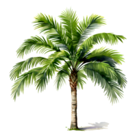 Realistic Palm Tree Watercolor Illustration On Transparent Background png