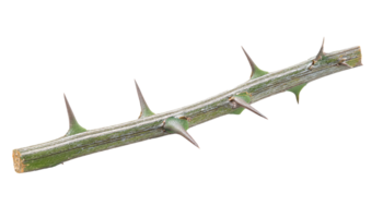 realistic thorny plant branch with sharp natural thorns in close-up detail on isolated background for botanical and nature design png