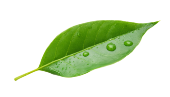 close-up of fresh green leaf with clear water droplets and visible vein texture on isolated background png