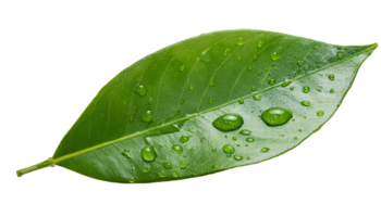 macro shot of fresh green leaf with water droplets scattered across surface on isolated background png