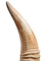 single oryx horn with smooth pointed shape and distinctive ringed base texture, realistic wild antelope horn on isolated background png