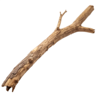 Dry Twig with Bark Texture on Transparent Background png