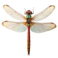 Detailed Dragonfly with Transparent Wings on Transparent Background png