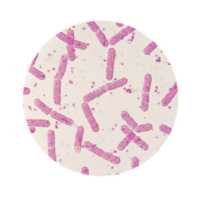 Microscopic View of Bacillus Bacteria Under Microscope Laboratory Science png