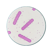 Microscopic View of Bacillus Bacteria under Microscope png
