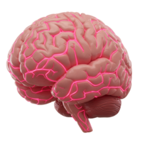 Illuminated Human Brain 3D Render of Neurological System png