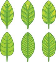 Collection of Six Different Green Leaves with Unique Patterns and Textures vector