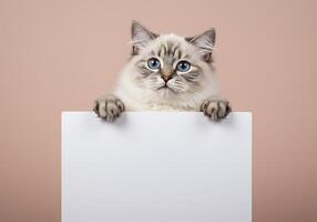 A cat peeking out from behind a blank sign photo