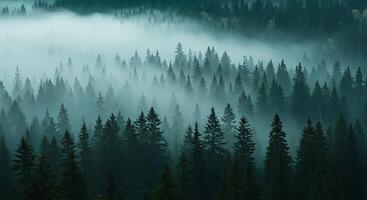 Foggy forest with trees and fog photo