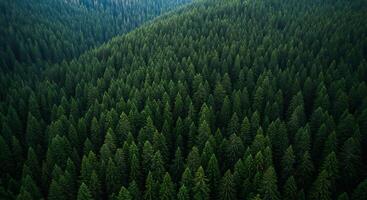 Serene Evergreen Forest An Aerial View of Lush Coniferous Trees photo