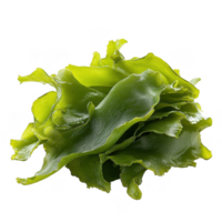Fresh sea lettuce, bright green, thin, and ruffled seaweed, showcases its vibrant color and unique texture. This edible algae is often found in coastal waters and is popular in various cuisines png