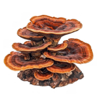 Reishi mushroom, also known as Ganoderma lucidum, features woody, reddish brown layers with unique texture. This medicinal fungus is often associated with health benefits and traditional remedies png