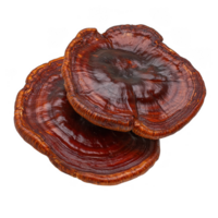 Reishi mushroom, also known as Ganoderma lucidum, features glossy, varnished appearance with rich reddish brown hues. This medicinal fungus is often associated with health benefits and traditional png