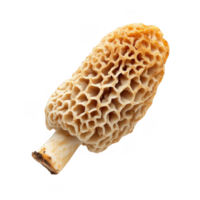 Morel mushroom with honeycomb textured cap, showcasing its unique structure and earthy tones. This edible fungus is popular in culinary dishes and known for its rich flavor png