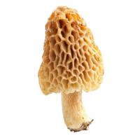 Morel mushroom with honeycomb textured cap, showcasing its unique structure and earthy tones. This edible fungus is often sought after for its culinary uses and rich flavor png