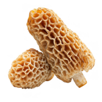 Morel mushrooms with honeycomb like cap structure, showcasing their unique texture and shape. These edible fungi are often sought after for their culinary uses and earthy flavor png