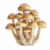 Small brown mushrooms with clustered appearance, showcasing their unique caps and stems. These mushrooms are often associated with various uses in nature and culture png