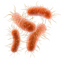 Bacteria are small, rod shaped cells with multiple flagella, showcasing their unique structure and movement. This highlights their vibrant color and intricate details, emphasizing their biological png