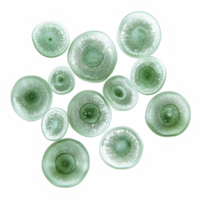 gélatineux cyanobactéries dans rond perle comme formes, mettant en valeur vibrant vert Couleur et unique textures. ces organismes sont fascinant exemples de aquatique la vie png