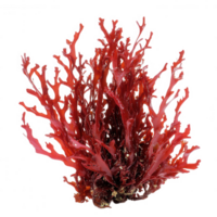 Red branched seaweed, known as Gracilaria, showcases vibrant colors and intricate structures, often found in marine environments. Its unique appearance adds beauty to underwater landscapes png