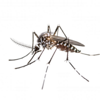 close up macro shot of Aedes aegypti mosquito, showcasing its intricate details and features. This ultra HD image highlights mosquito unique patterns and structure, evoking curiosity about its png