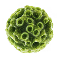 Spherical colonies of green algae, showcasing intricate textures and patterns. This microscopic view highlights beauty of nature smallest organisms, evoking curiosity and wonder png