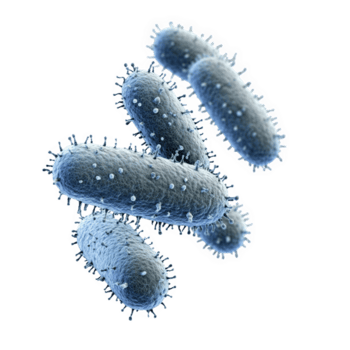 bacilo y clostridium son ejemplos de espora formando bacterias, caracterizada por su varilla me gusta forma y superficie estructuras estos microorganismos jugar significativo roles varios ambientes png
