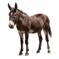 strong and sturdy mule hybrid stands confidently, showcasing its unique blend of horse and donkey traits. This hardworking animal embodies resilience and strength, perfect for various tasks png