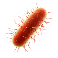 Escherichia coli bacteria are rod shaped microorganisms with tiny hair like structures. This showcases their unique features and structure, highlighting their biological significance png