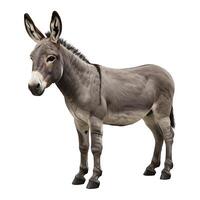 A donkey is standing in front of a white background photo