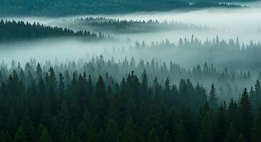 A foggy forest with trees and mountains photo