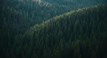 Serene Evergreen Forest A Moody Landscape of Dense Coniferous Trees photo