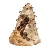 Ant mound with termites cohabitating, showcasing unique ecosystem. structure is made of soil and organic materials, teeming with life and activity png