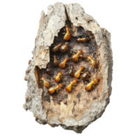Termites in wooden nest, showcasing their intricate colony structure and teamwork. These subterranean insects play vital role in ecosystem by breaking down wood png