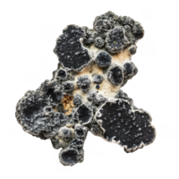 Black mold is toxic fungus commonly found in damp environments, posing health risks. Its appearance is characterized by dark patches and fuzzy texture, often indicating moisture issues png