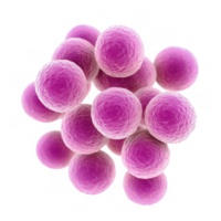 Streptococcus bacteria appear as chain like spherical cells, showcasing vibrant purple hues. These microorganisms are significant in various biological studies and health contexts png