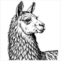 A black and white drawing of a llama with a long mane vector