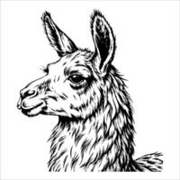 A black and white drawing of a llama with a long, shaggy mane vector