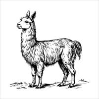 A black and white drawing of a llama standing in a field vector