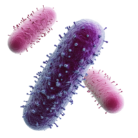 Bacteria are microscopic organisms that can be classified as Gram positive or Gram negative based their cell wall structure. This showcases various bacteria, highlighting their unique shapes png