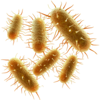 Bacteria are microscopic organisms that can be found various environments. This showcases several rod shaped bacteria with hair like structures, highlighting their unique features and potential png
