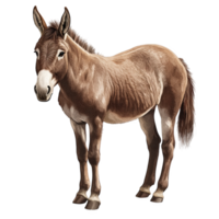 detailed illustration of hybrid animal, showcasing donkey stallion cross with realistic appearance. animal stands gracefully, displaying its unique features and fur texture, evoking sense png