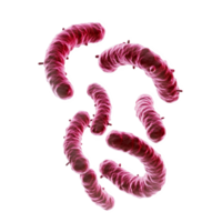 Bacteria are microscopic organisms that can be found various shapes and sizes. This depicts spirochete bacteria, characterized by their spiral shape and vibrant red color, often associated with png
