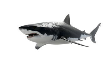 A fierce marine predator with sharp teeth and streamlined body perfect for oceanthemed design png