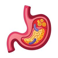 Human Stomach Anatomy with Food in Cartoon Style Isolated on White vector