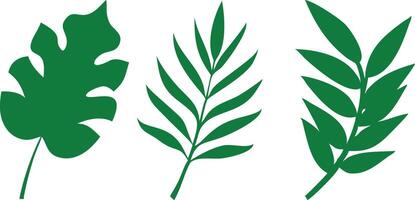 Three Green Tropical Leaves Isolated on a White Background vector