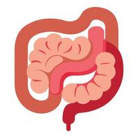 Human Digestive System Anatomy with Colon, Small Intestine and Rectum vector