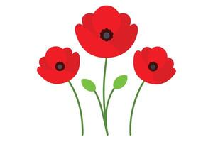 Three Red Poppies with Green Stems on White Background Art vector